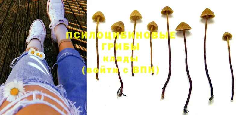 где найти наркотики  Ардон  Псилоцибиновые грибы Psilocybine cubensis 